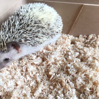 ありがとうございました。ハリネズミ　パイド柄