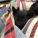 h30.3.21生まれ 真っ黒くん