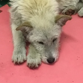 温厚なワンコです。