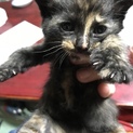 h30.3.21生まれ ブチちゃんサビ色♡