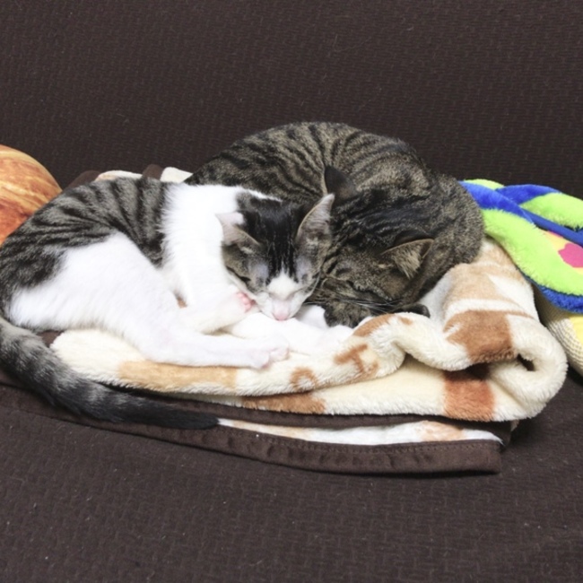 たにまなのカバー写真