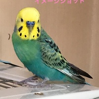 琉