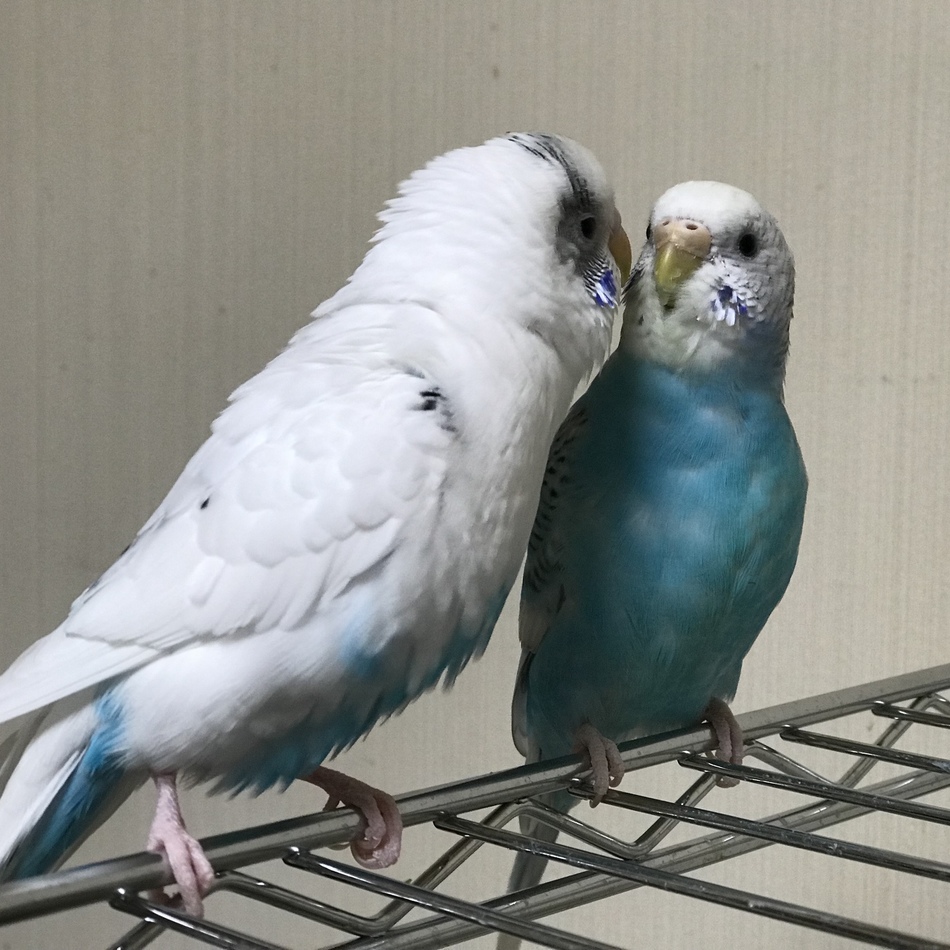 魂 マブイのカバー写真