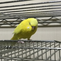 紅 べに