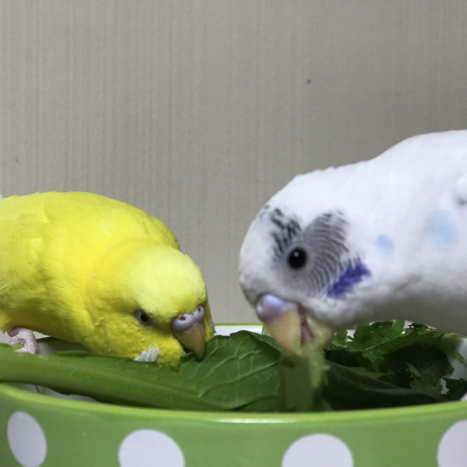 紅 べにのカバー写真