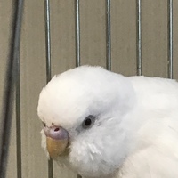 珊瑚 さんご