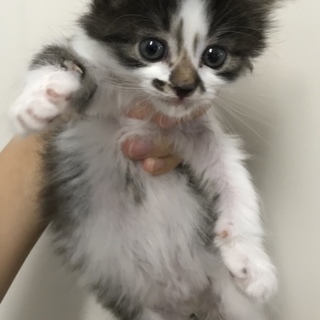 白キジの男の子2