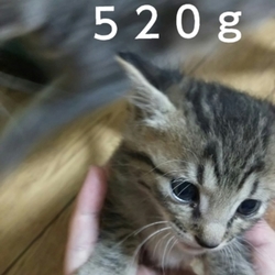 かい君成長日記