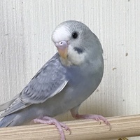 ニライ