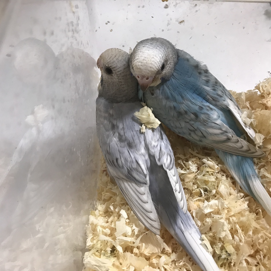 ニライのカバー写真