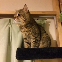 チーニャン