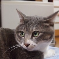 ひまわり