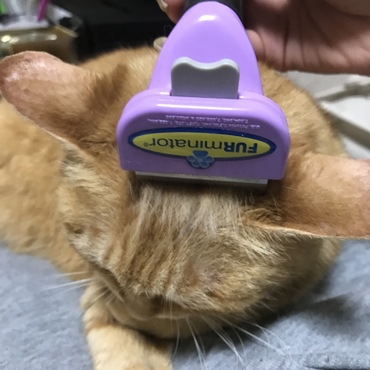 春は抜け毛がすごいにゃ〜