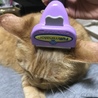 春は抜け毛がすごいにゃ〜
