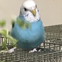 カナイ