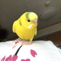 くーちゃん