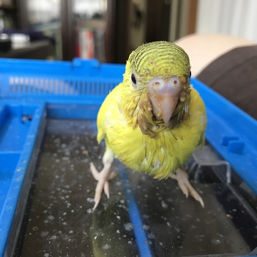 ぎゃおー