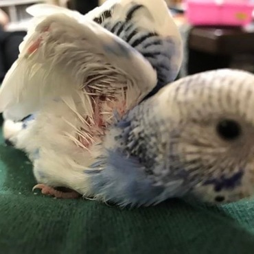 よちよち