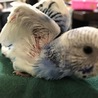 よちよち