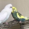 軟派