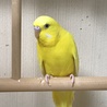 飛べなくたって走りじゃ負けないよ