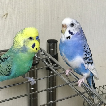 かかあ天下