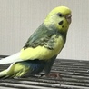 脚が悪くても羽根があるさ