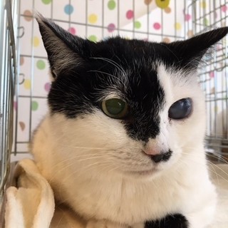 推定７歳カンナちゃん　幸せになって！