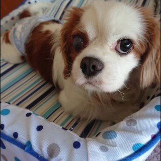 可愛い３歳のキャバリアシューズ君