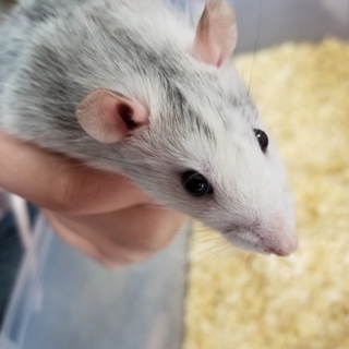 ファンシーラット