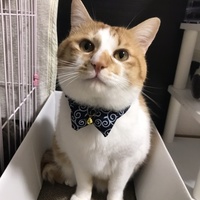 ひまわり