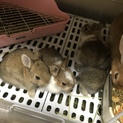 子ウサギ