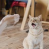 の写真