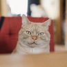 の写真