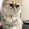 血統書付きチャンピオン血統チンチラペルシャ