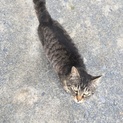 甘えん坊のキジトラ