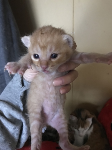 こにゃんこちゃん 千葉県 猫の里親募集 6954 ペットのおうち 月間利用者150万人 こにゃんこちゃん 千葉県 猫の里親募集 6954 ペットのおうち 月間利用者150万人