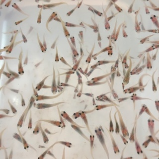 メダカの里親募集します♡30匹