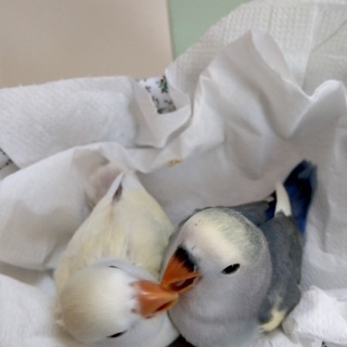 小桜インコ挿餌雛(内定キャンセルの為、再募集)