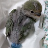 小桜インコ挿餌雛(内定キャンセルの為、再募集) サムネイル3
