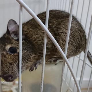 デグーの里親募集