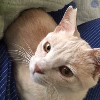 甘えん坊1才男の子 藤沢市内か近隣のみ譲渡可