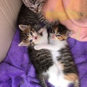 3匹の子猫