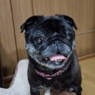 幸せを待っています。人が大好きな女の子うめちゃん