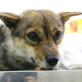 小さな体に大きな瞳が可愛い　鈴ちゃん