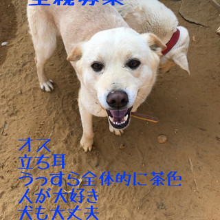 鉾田多頭崩壊70ワン里親様募集　イケメン♂