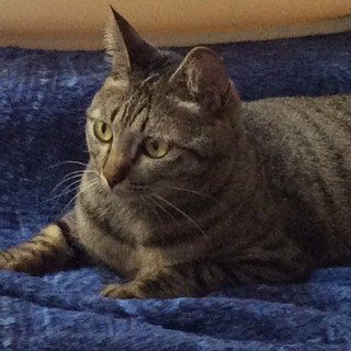 熊本からきたキジトラさん。おだやかな性格です。