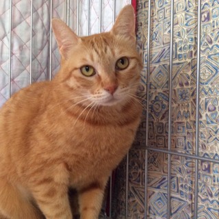 少しめずらしい、全身茶トラの女の子です