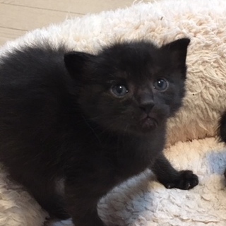 4月20日生まれ！元気な子猫「圭ちゃん」