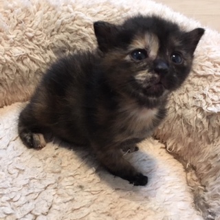 4月20日生まれ！元気な子猫「駒ちゃん」